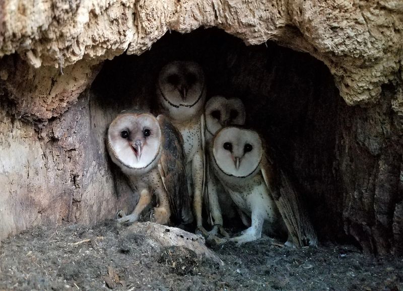 Breeding and Nesting