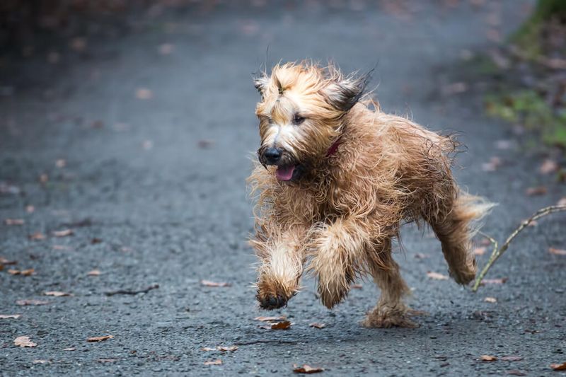 Briard