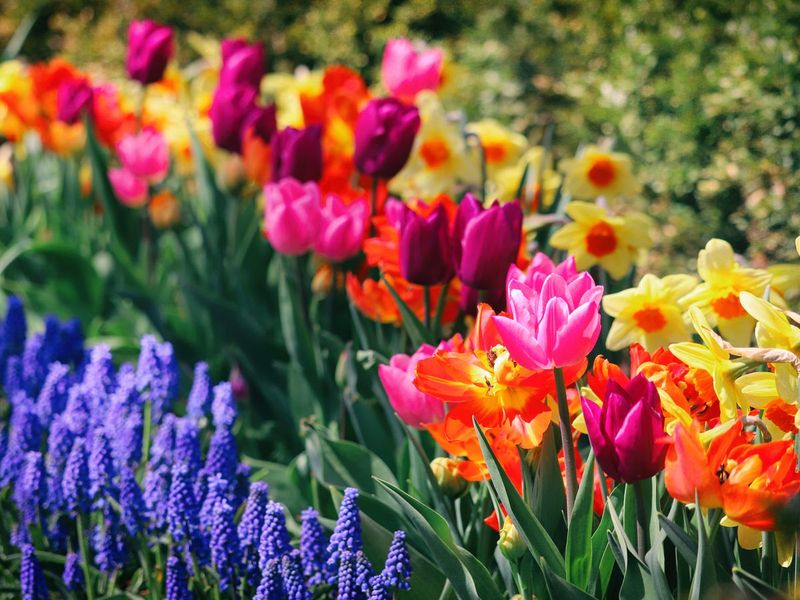 Brightly Colored Flowers