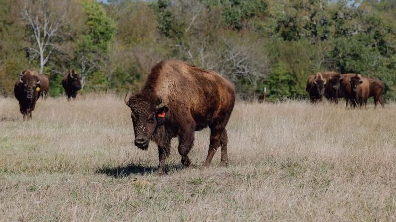 Bringing Life Back to the American Prairie Reserve