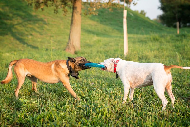 Bringing Toys to the Park