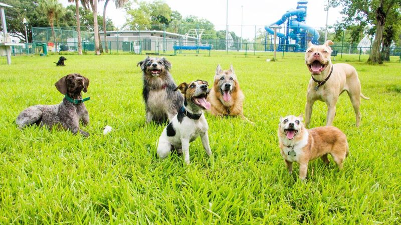 Bringing Unvaccinated Dogs