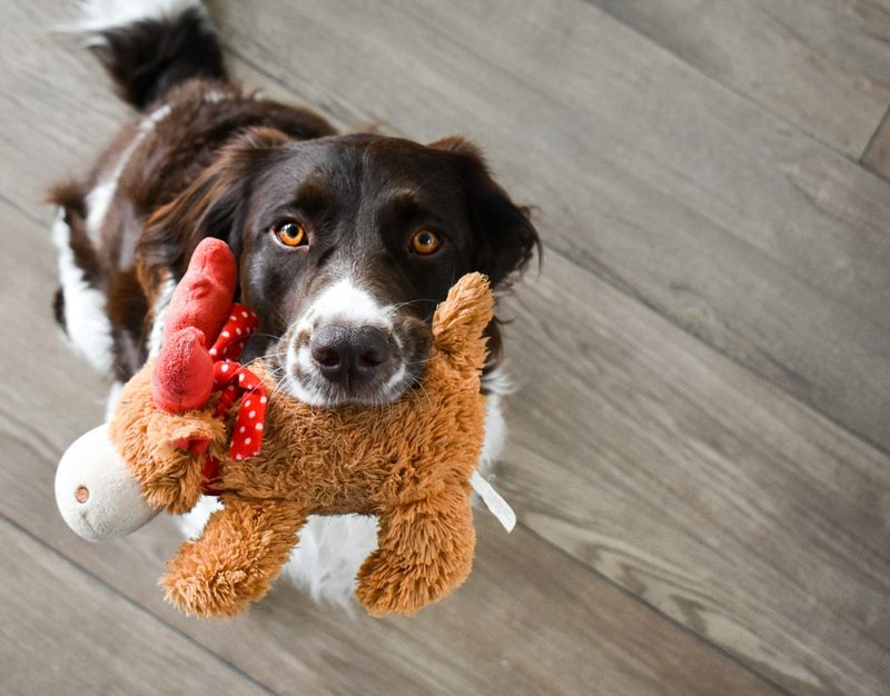 Bringing You Their Favorite Toy