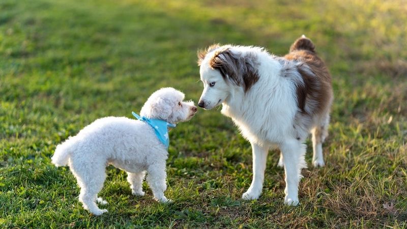 Bringing Young Puppies