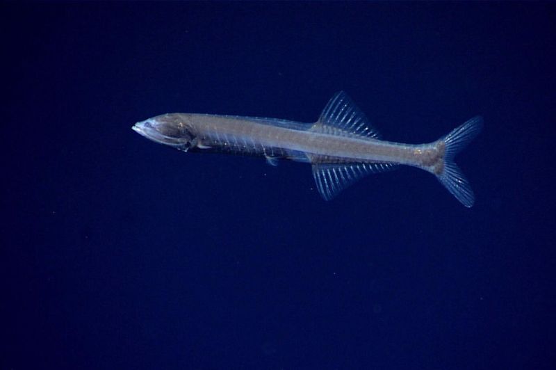 Bristlemouth Fish