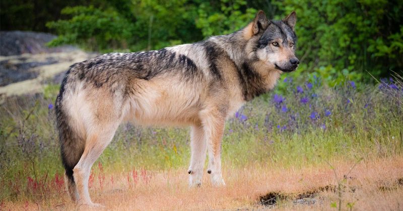British Columbian Wolf