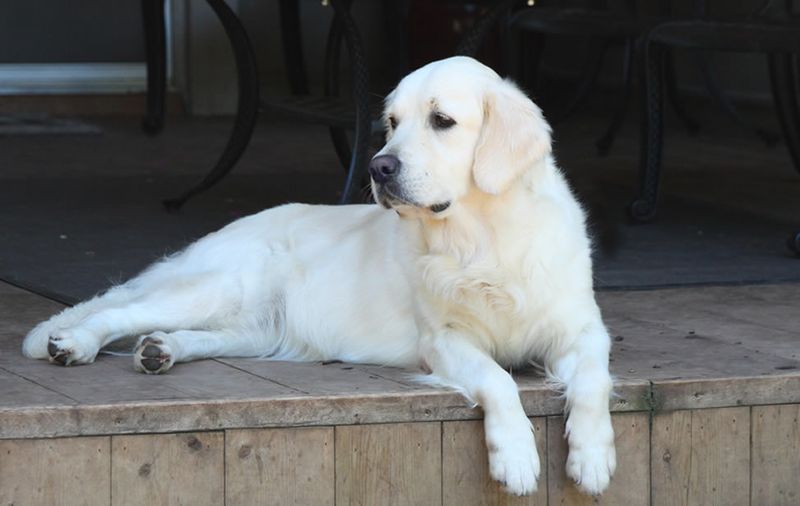 British Golden Retriever's Distinctive Head