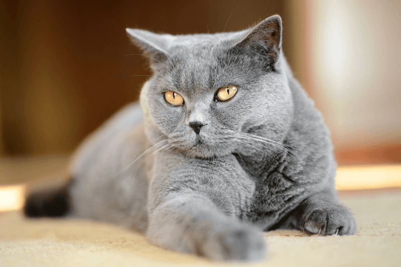 British Shorthair