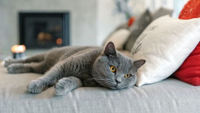 British Shorthair