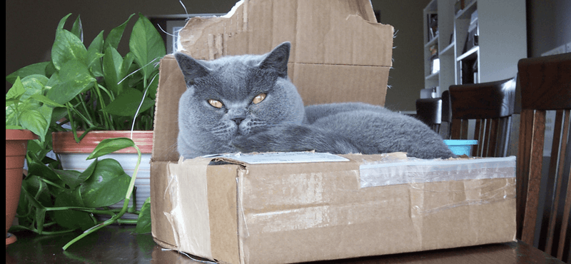 British Shorthair Bouncer