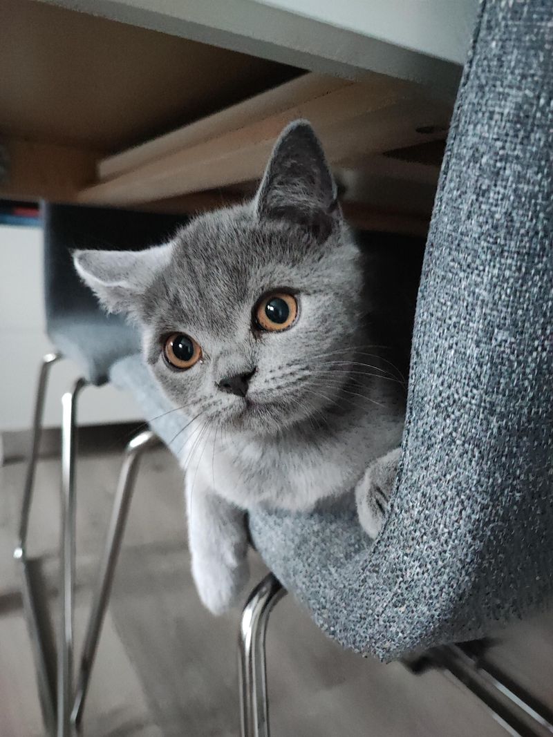 British Shorthair Cat
