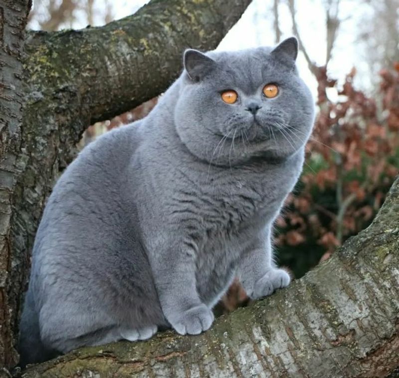 British Shorthair - Winston