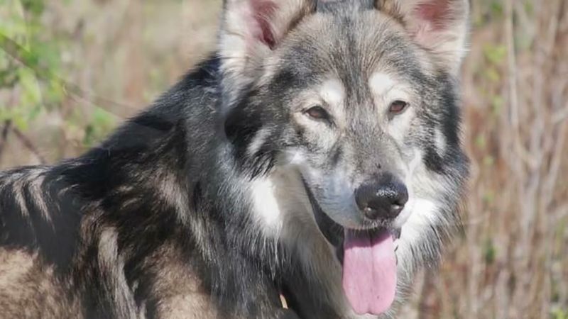 British Timber Dog
