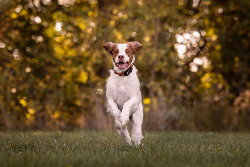 Brittany Spaniel