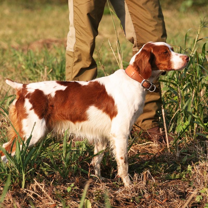 Brittany Spaniel