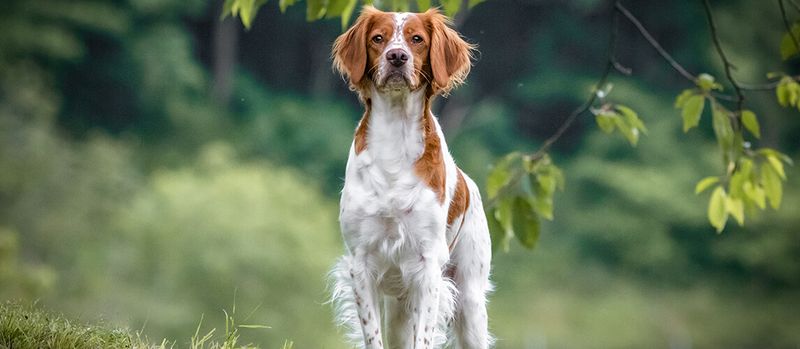 Brittany Spaniel