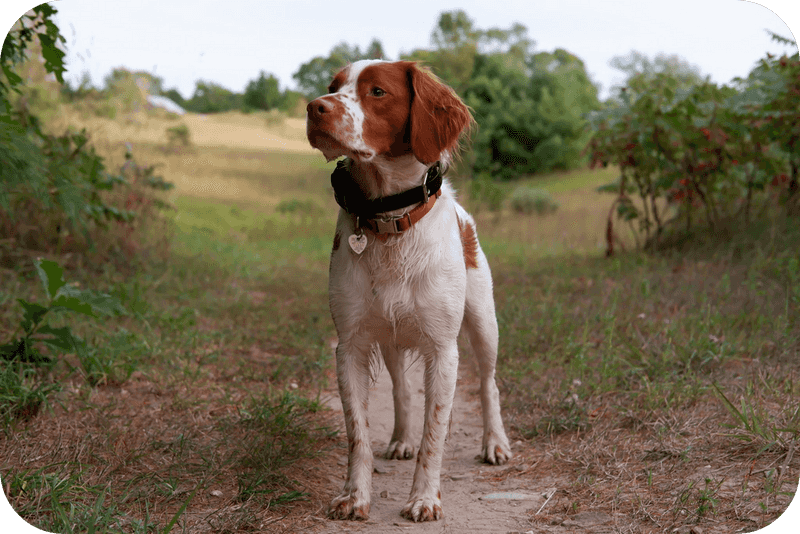 Brittany Spaniel