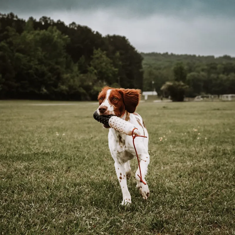 Brittany Spaniel