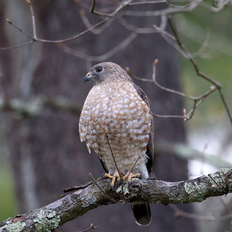 Broad-winged Hawk
