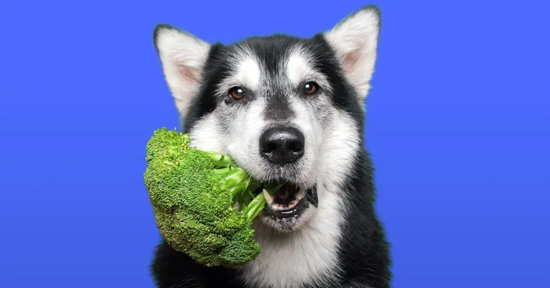 Broccoli