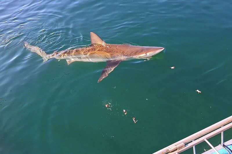 Bronze Whaler's Unique Coloration