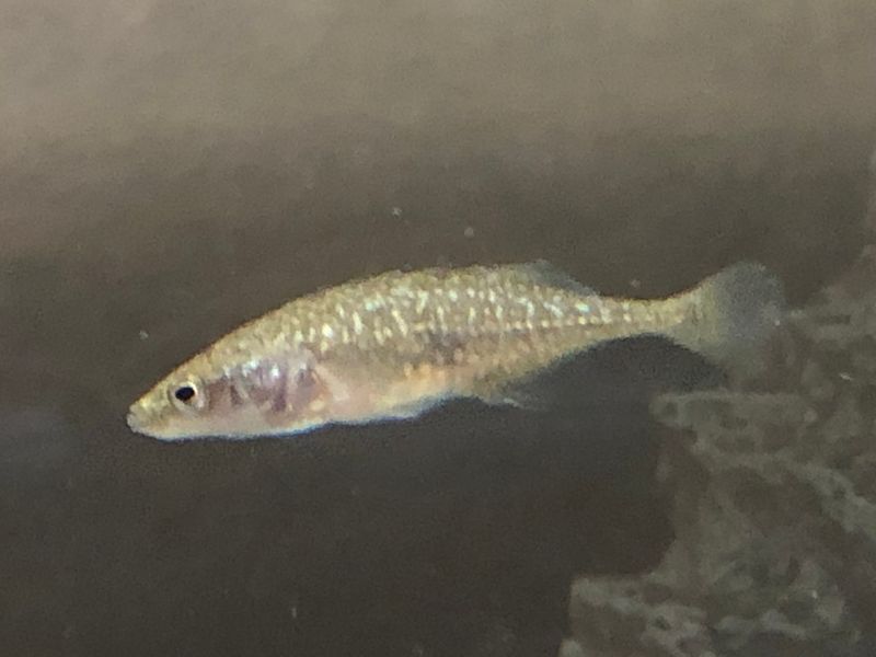 Brook Stickleback