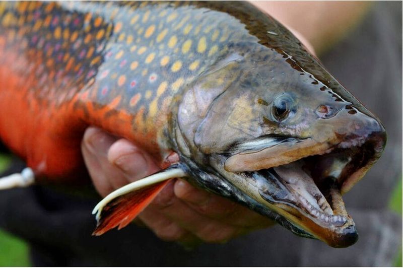 Brook Trout