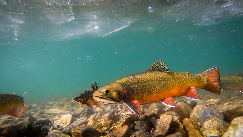 Brook Trout
