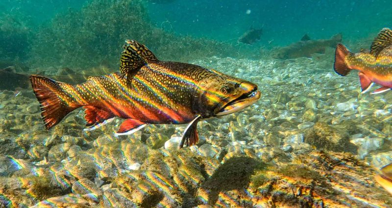 Brook Trout