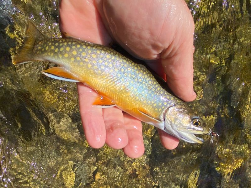 Brook Trout