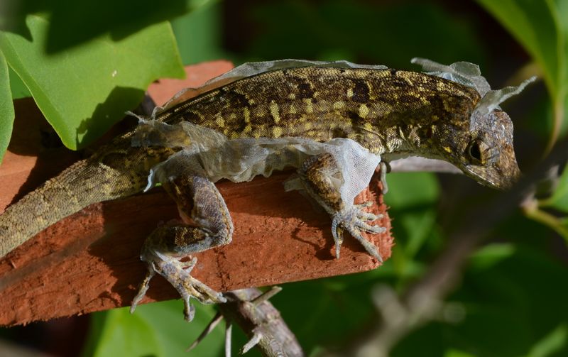 Brown Anole