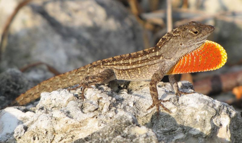 Brown Anole