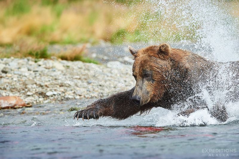 Brown Bear