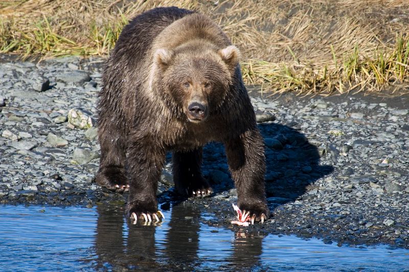 Brown Bear Digging