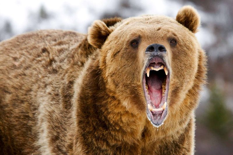 Brown Bear
