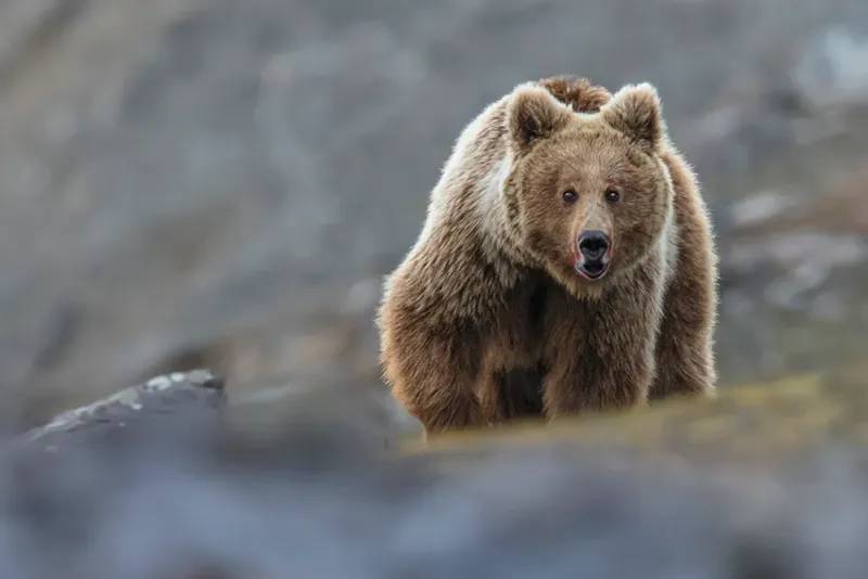 Brown Bear