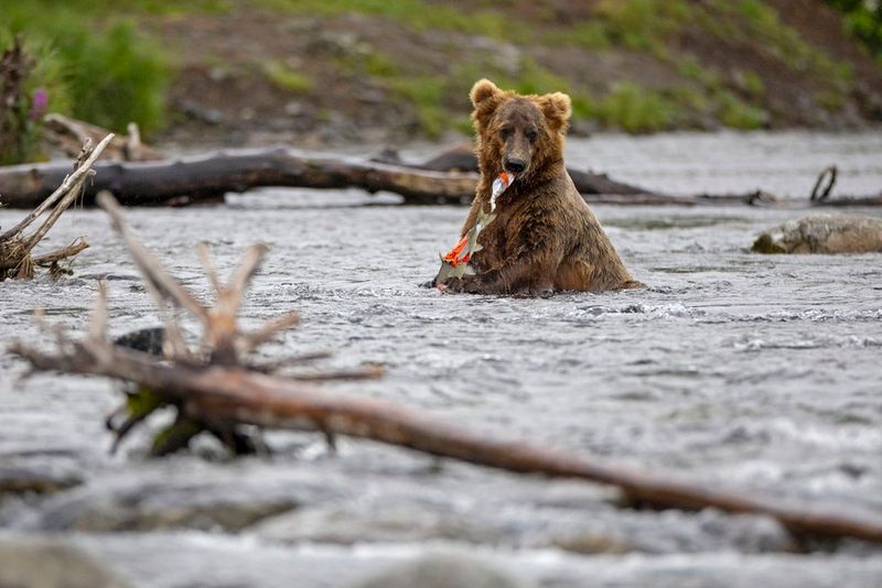 Brown Bears' Fishing Techniques