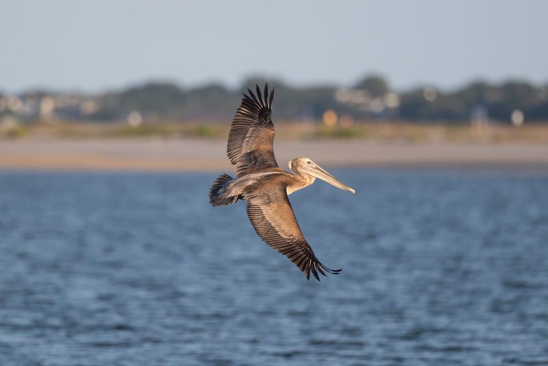 Brown Pelican