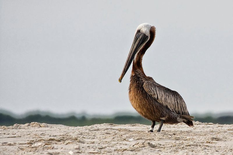Brown Pelican
