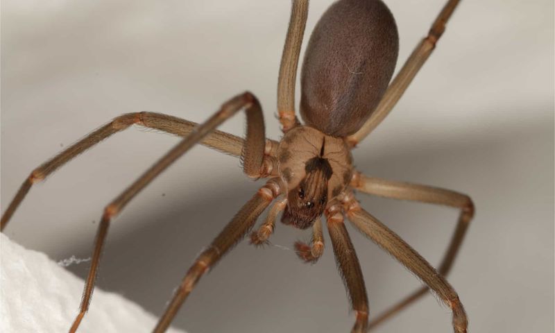 Brown Recluse Spider
