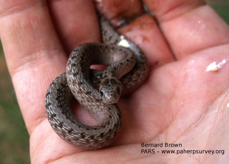Brown Snake