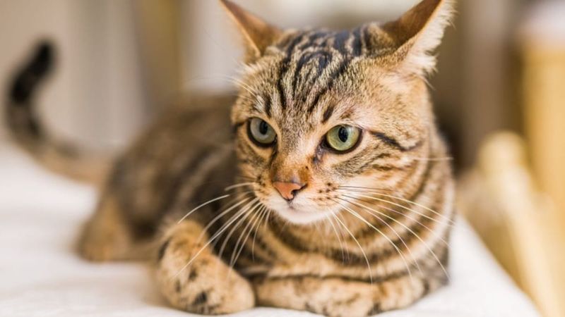 Brown Tabby