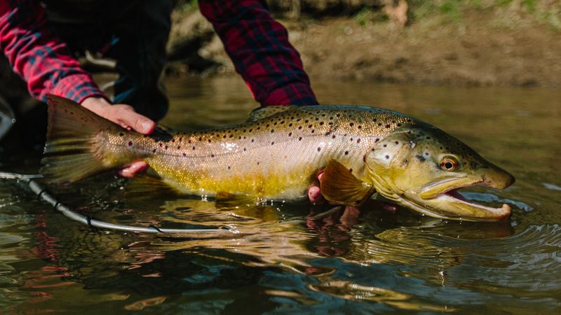 Brown Trout