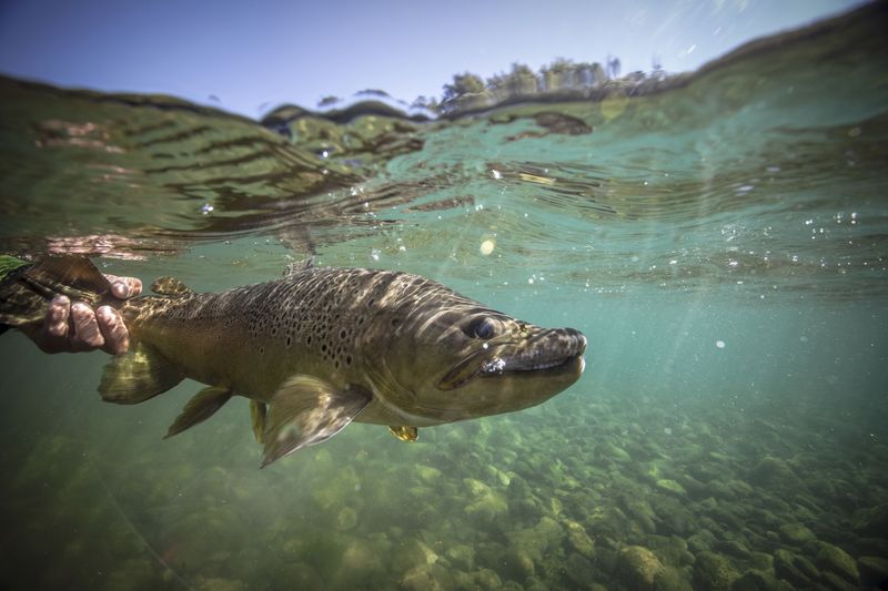 Brown Trout