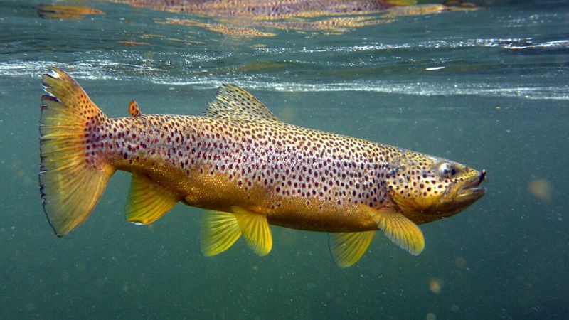 Brown Trout