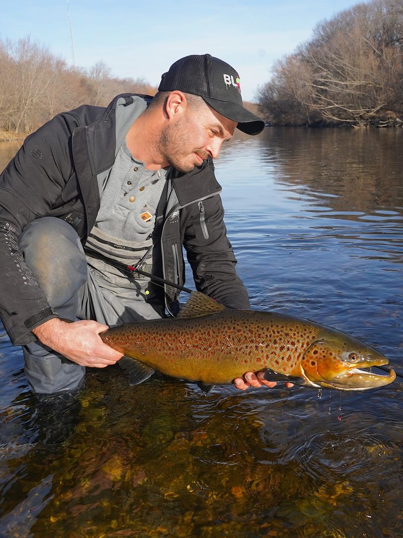 Brown Trout