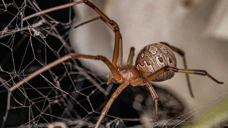 Brown Widow Spider