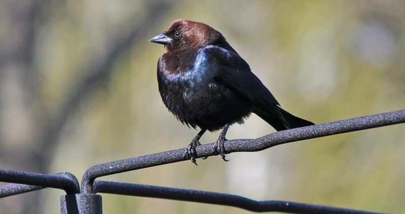 Brown-headed Cowbird