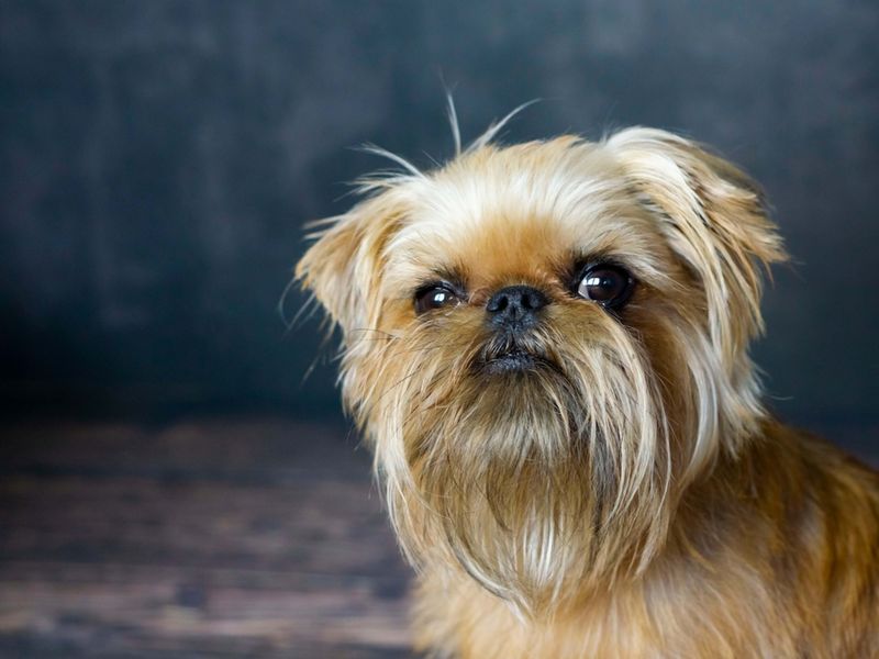 Brussels Griffon
