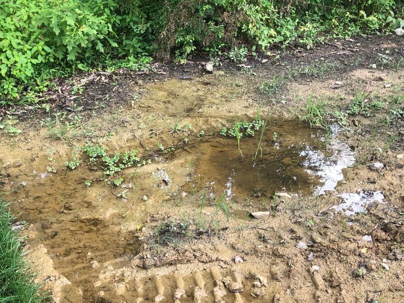 Bubbling Water Puddles